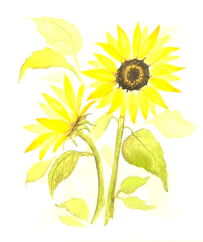 Sonnenblume Aquarell Anleitungen Schritt F R Schritt